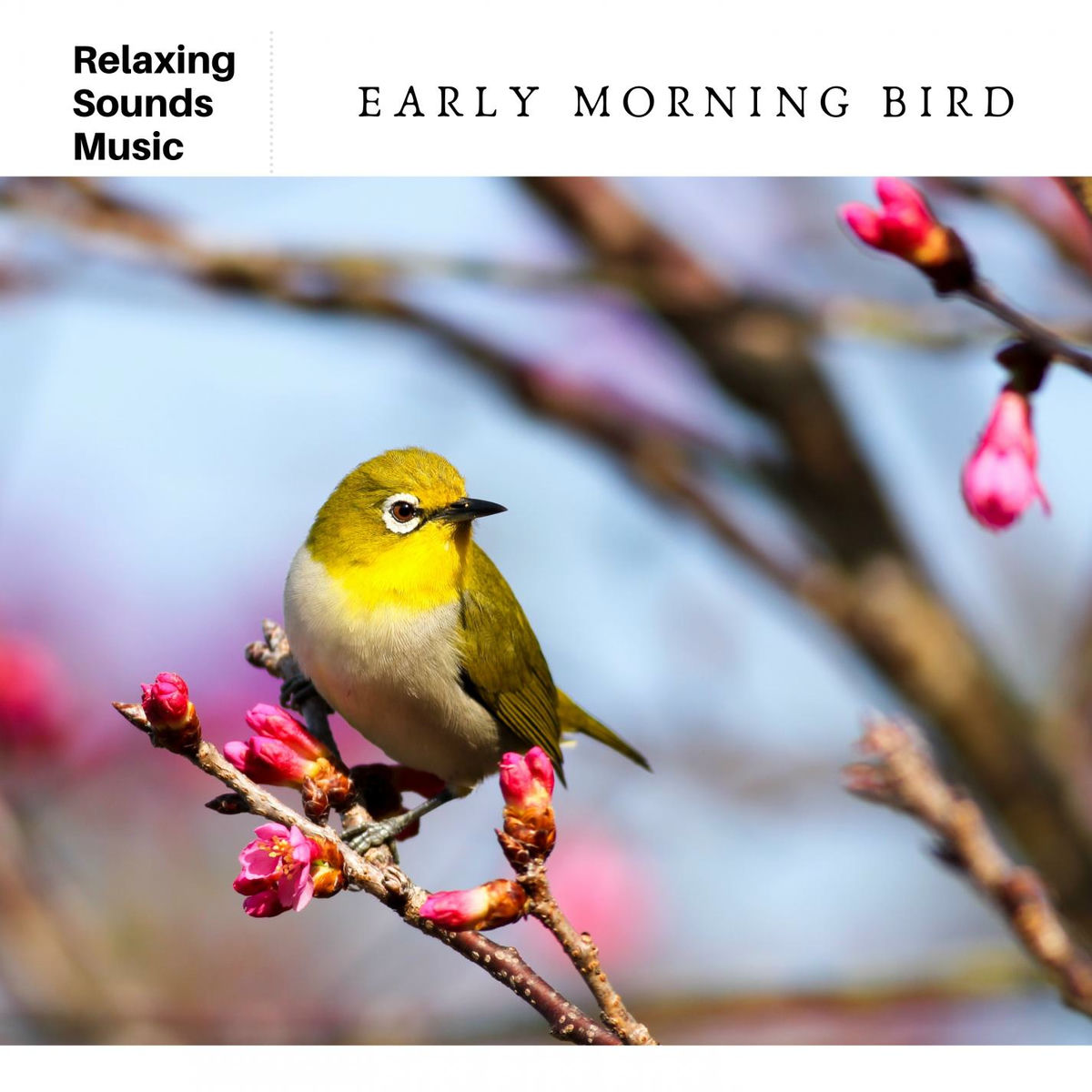 Album cover of Early Morning Bird Chorus