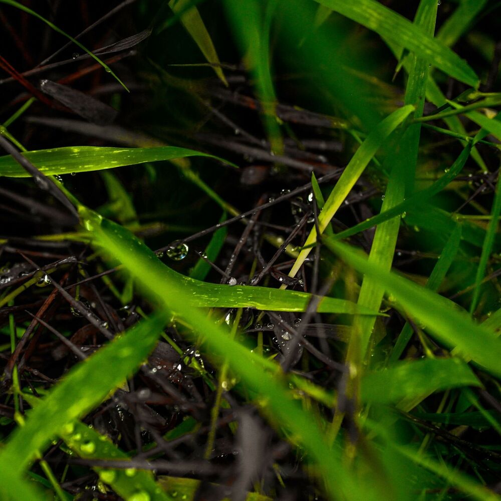 Picture of Petrichor Serenade: Harmonic Dance of Rain and Earth