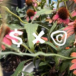 Cover of Summer Day