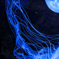 Lineages of Light