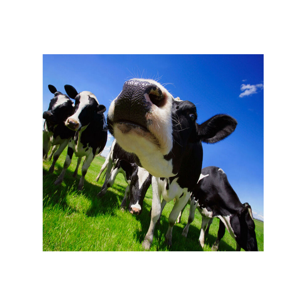Picture of La Vache