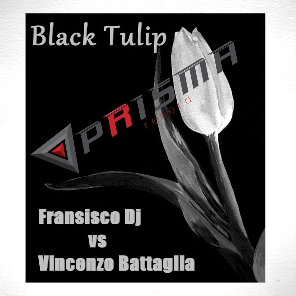Picture of Black Tulip