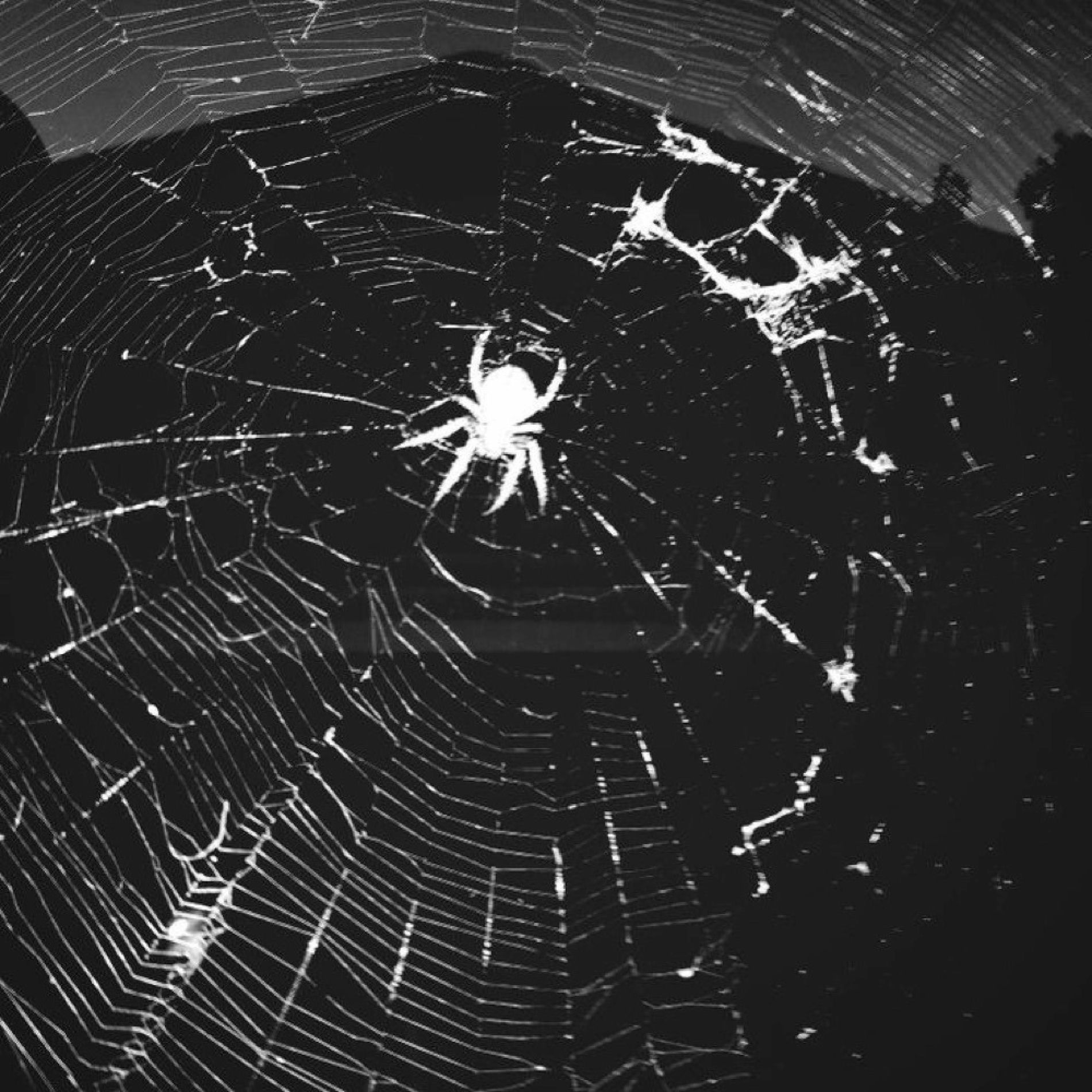 Album cover of web