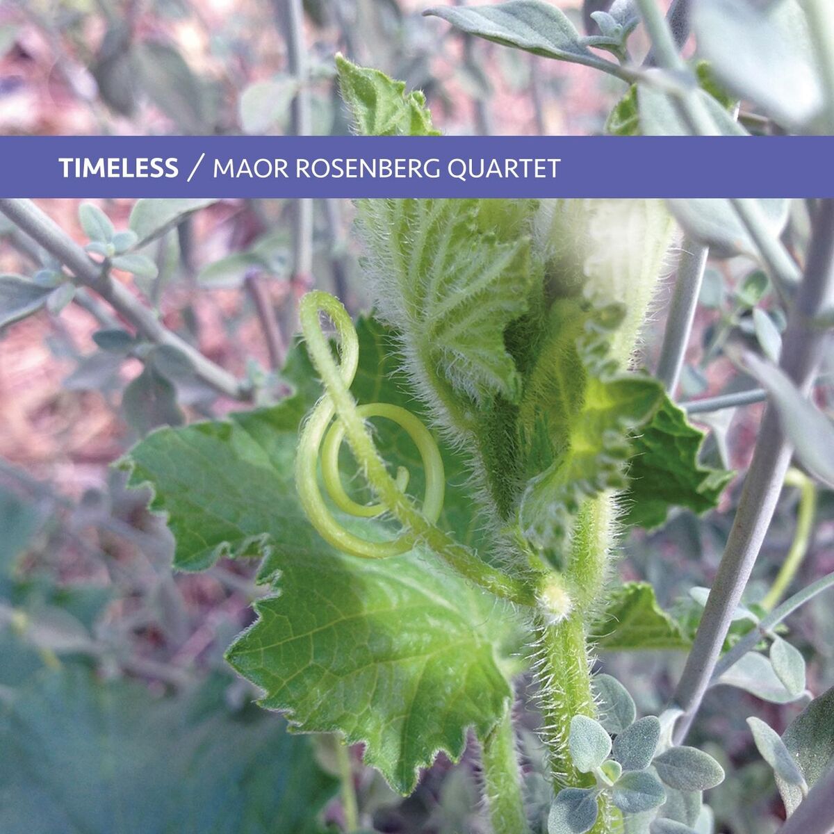 Album cover of Timeless