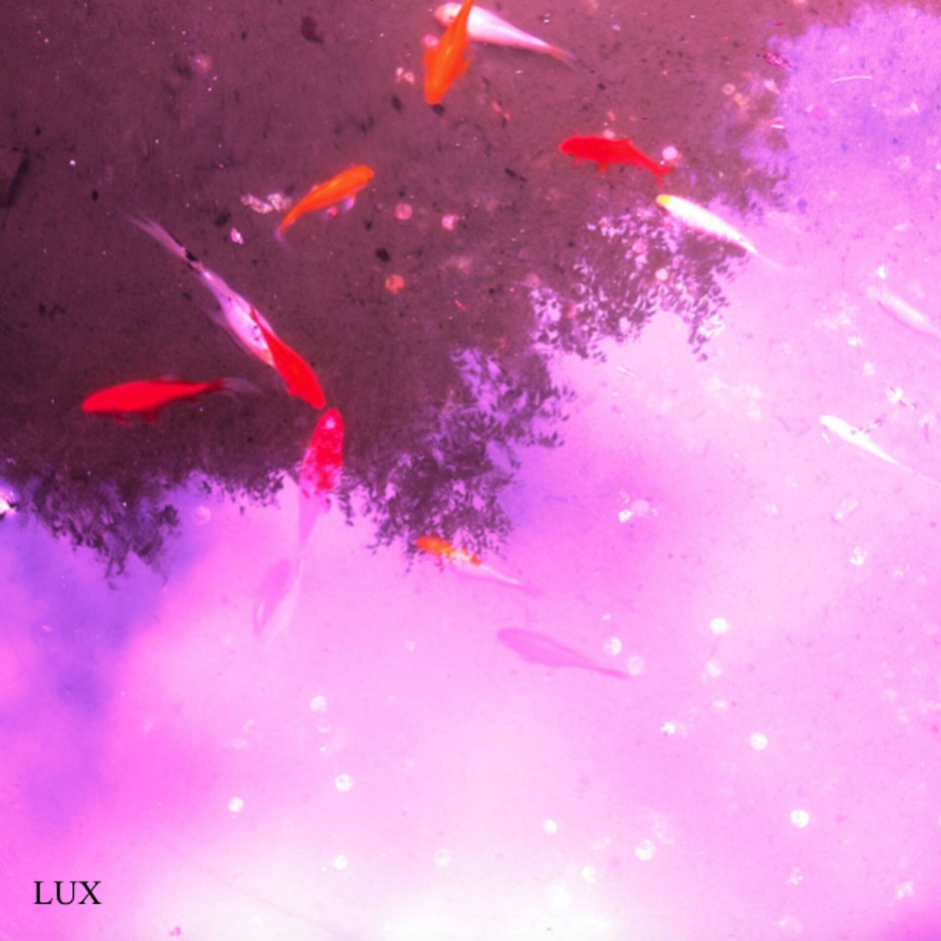 Album cover of Life Support