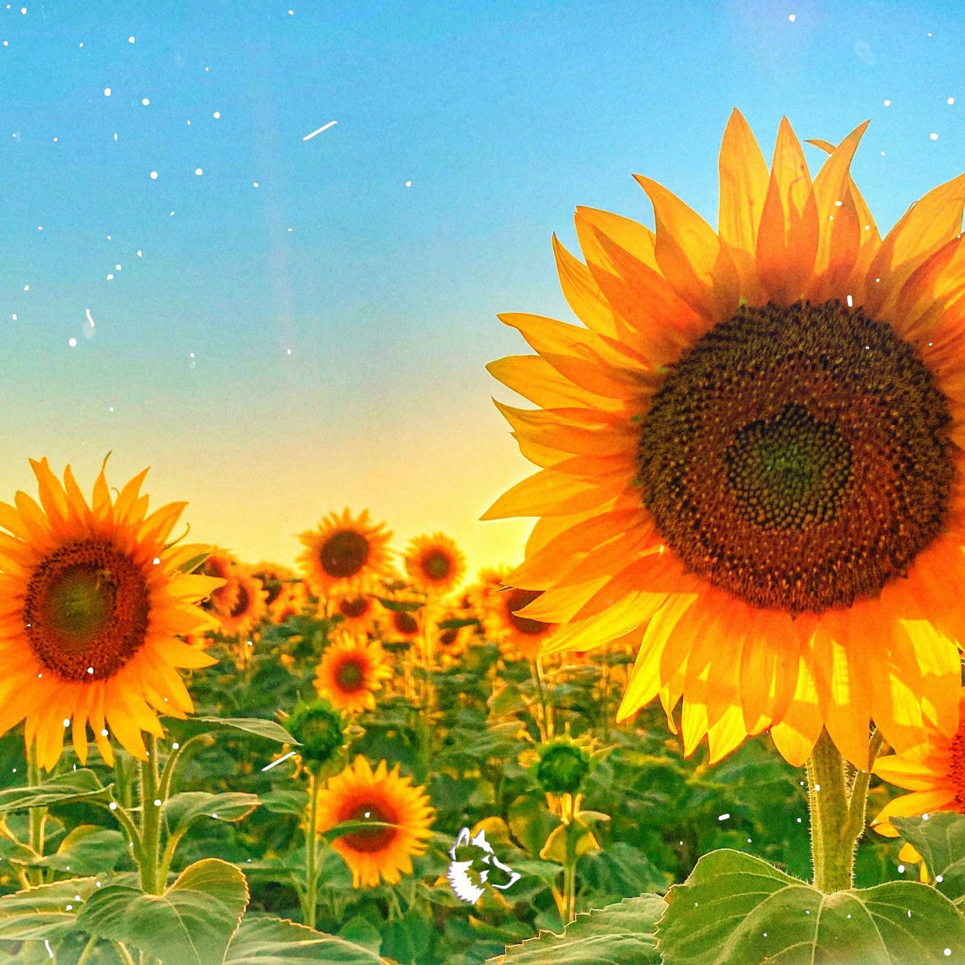 Tundra Beats - Sunflowers | Deezer