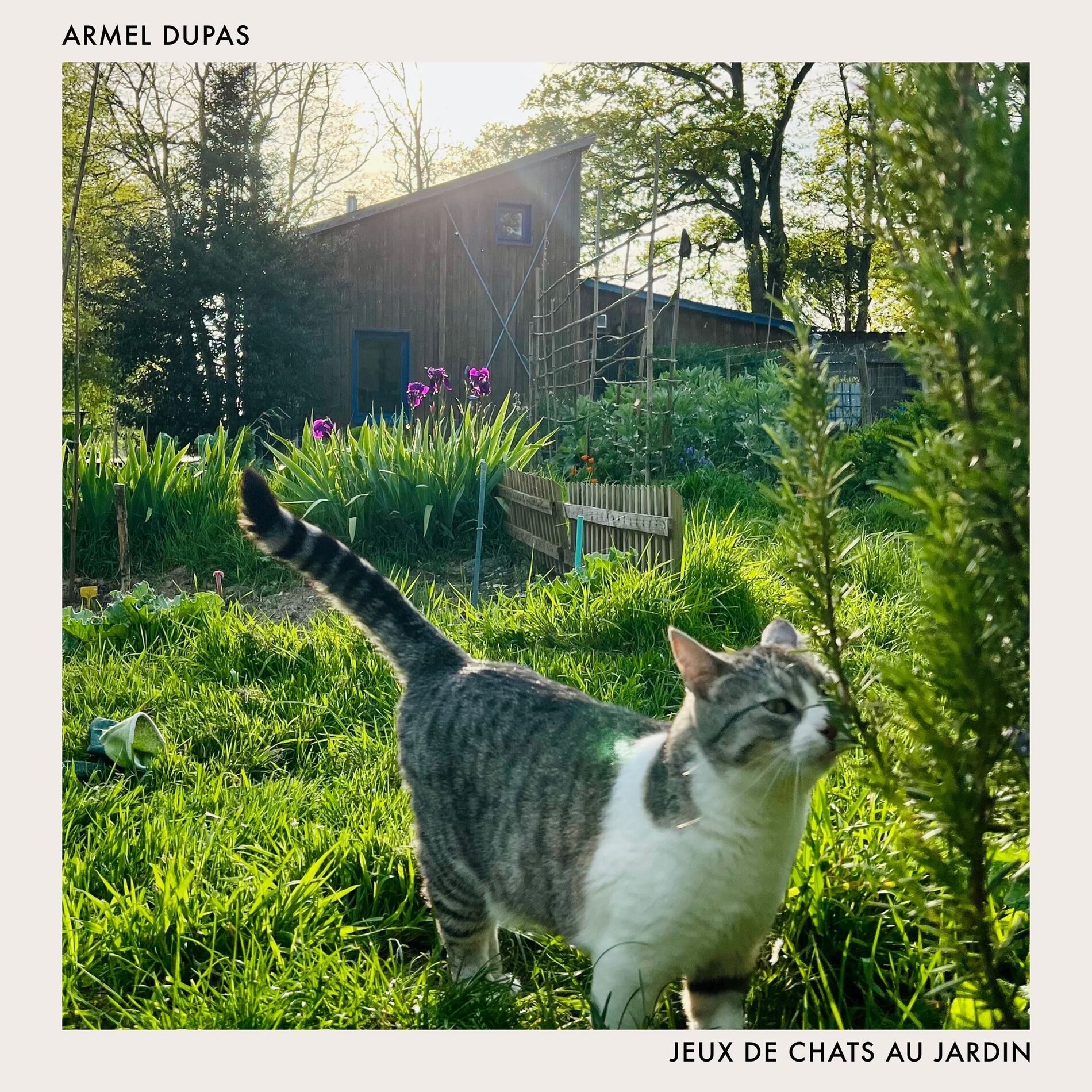 Album cover of Jeux de chats au jardin
