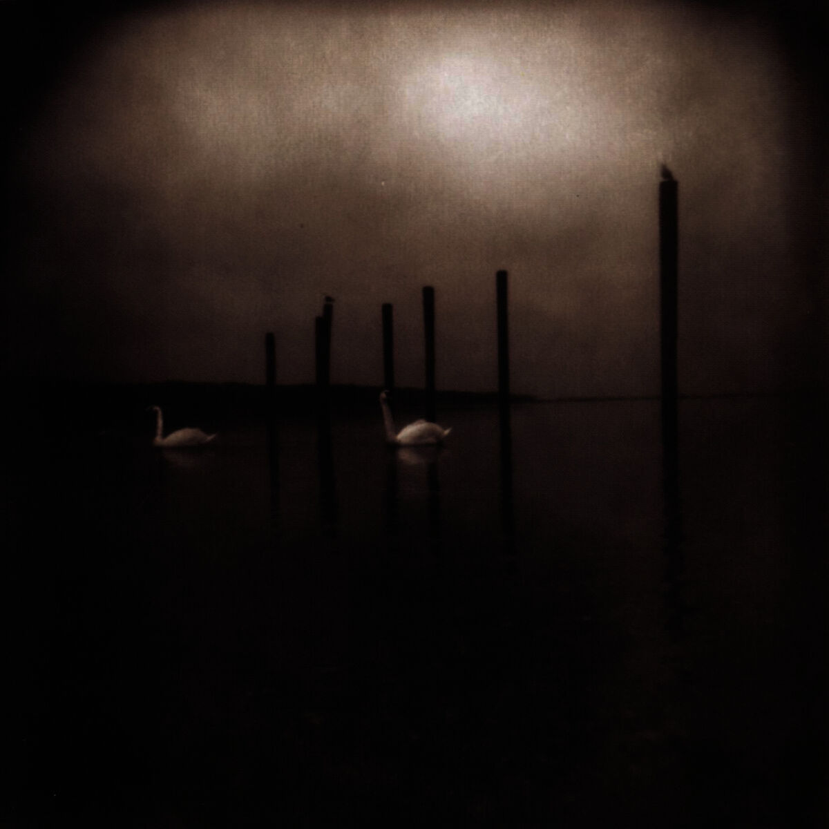 Album cover of Conference Of the Birds