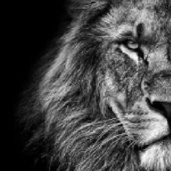 Cover of THE LION