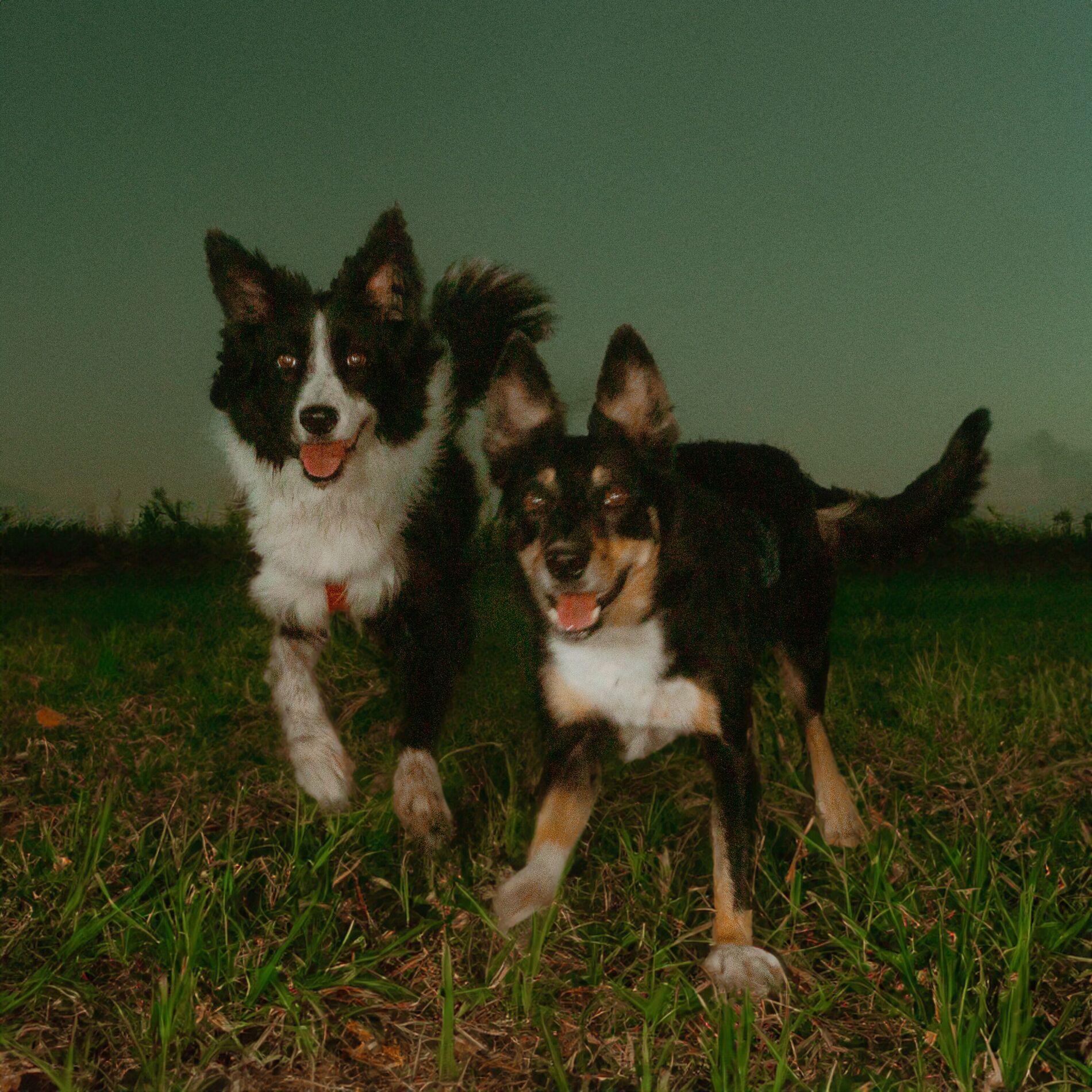 Album cover of Si Esto Es