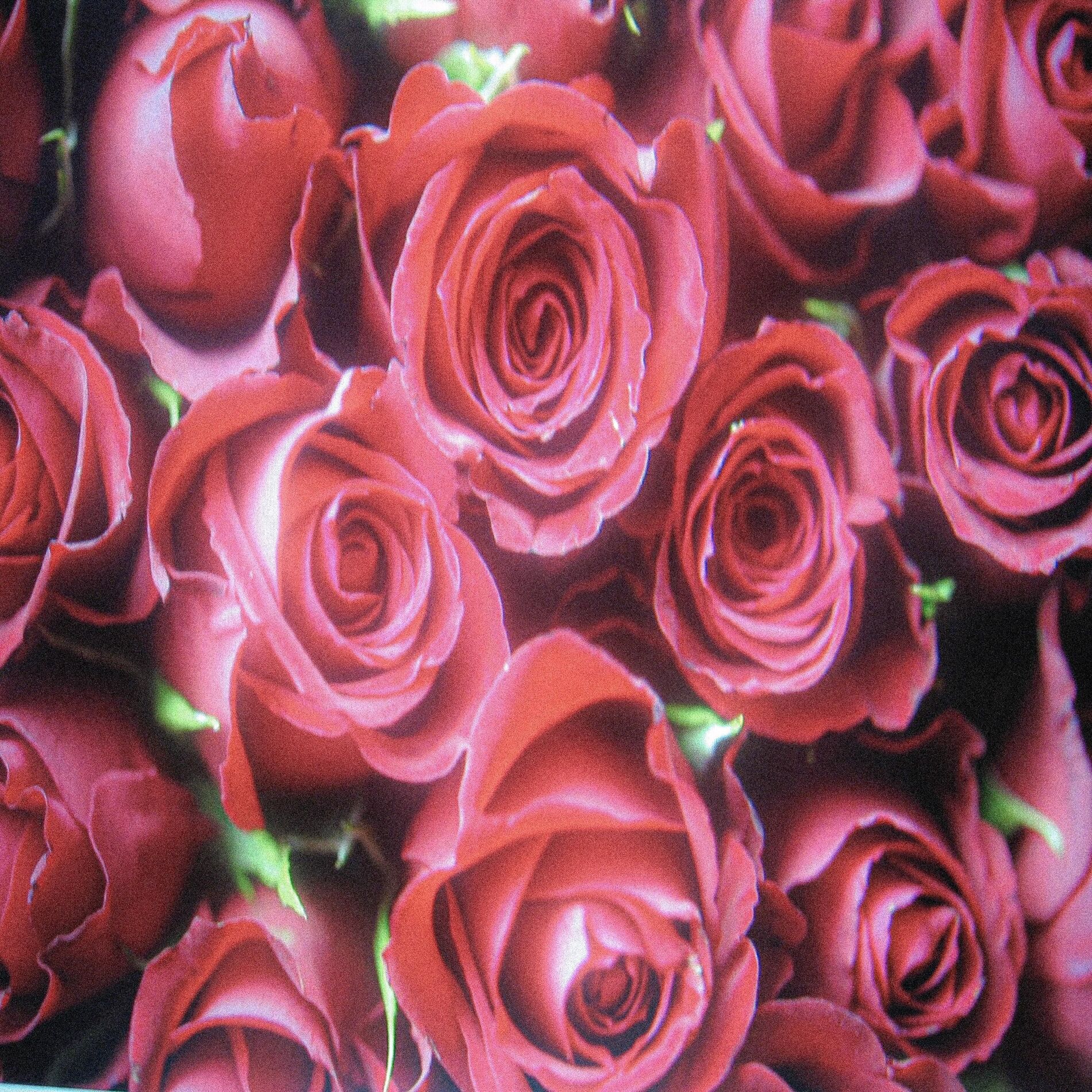 Album cover of Roses