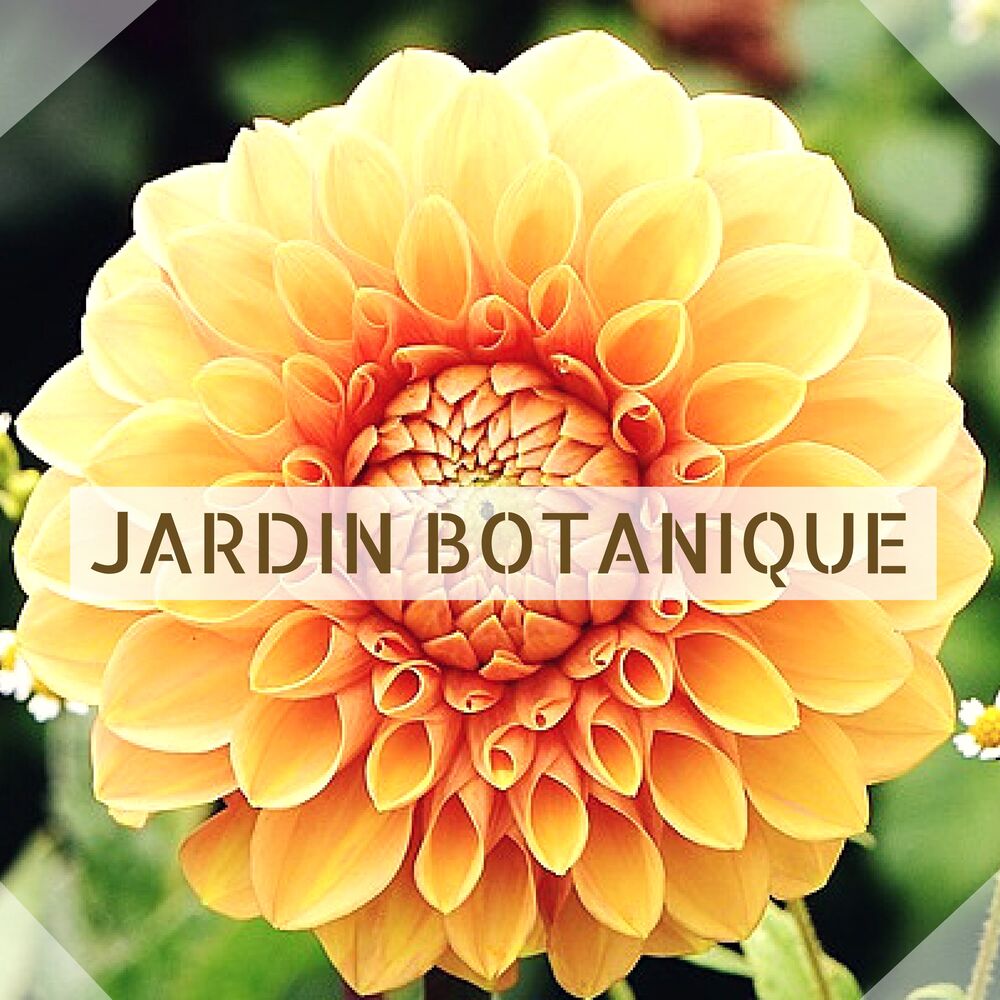 Picture of Jardin Botanique - Zen musique de la nature pour se détendre à la campagne