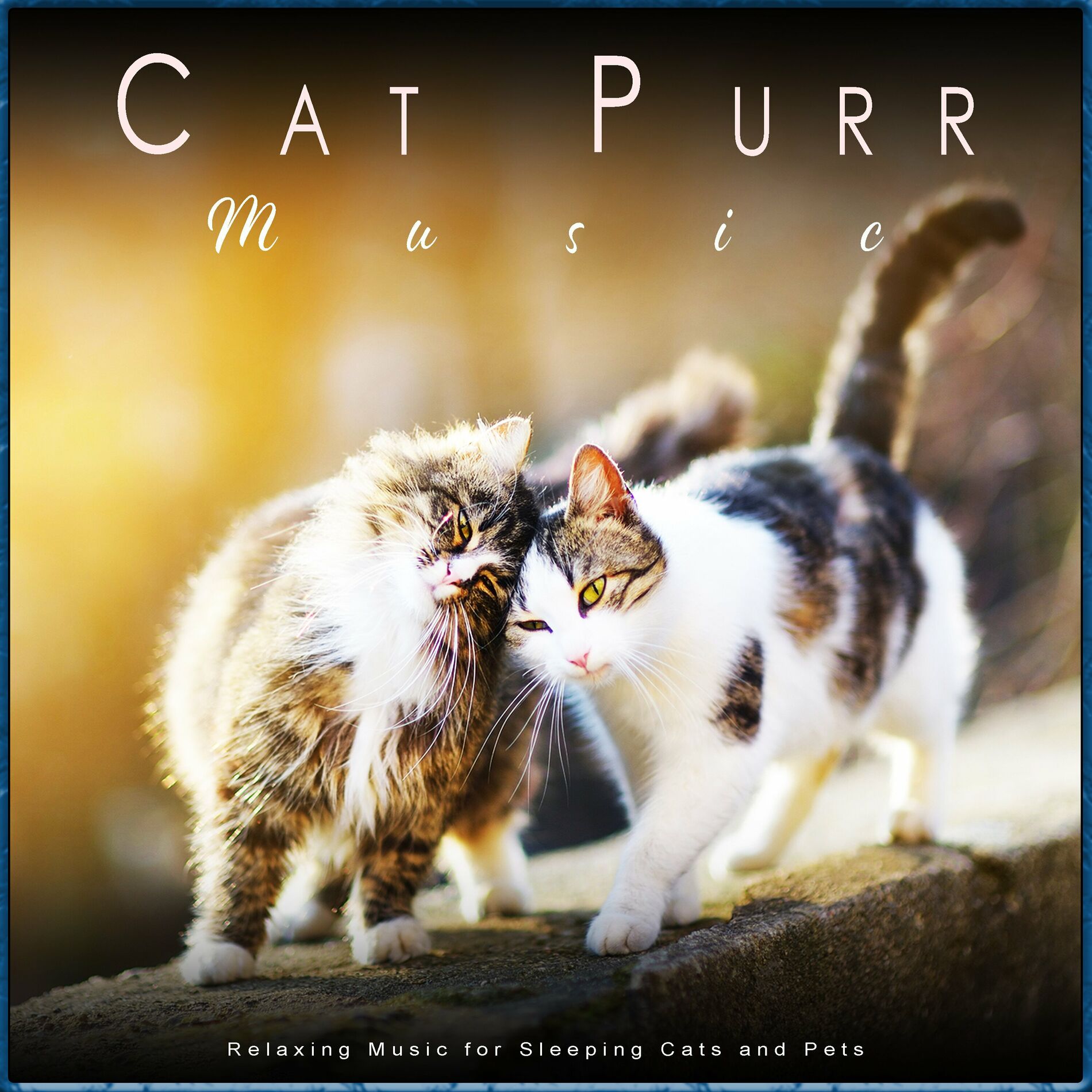 Music to relax cats best sale