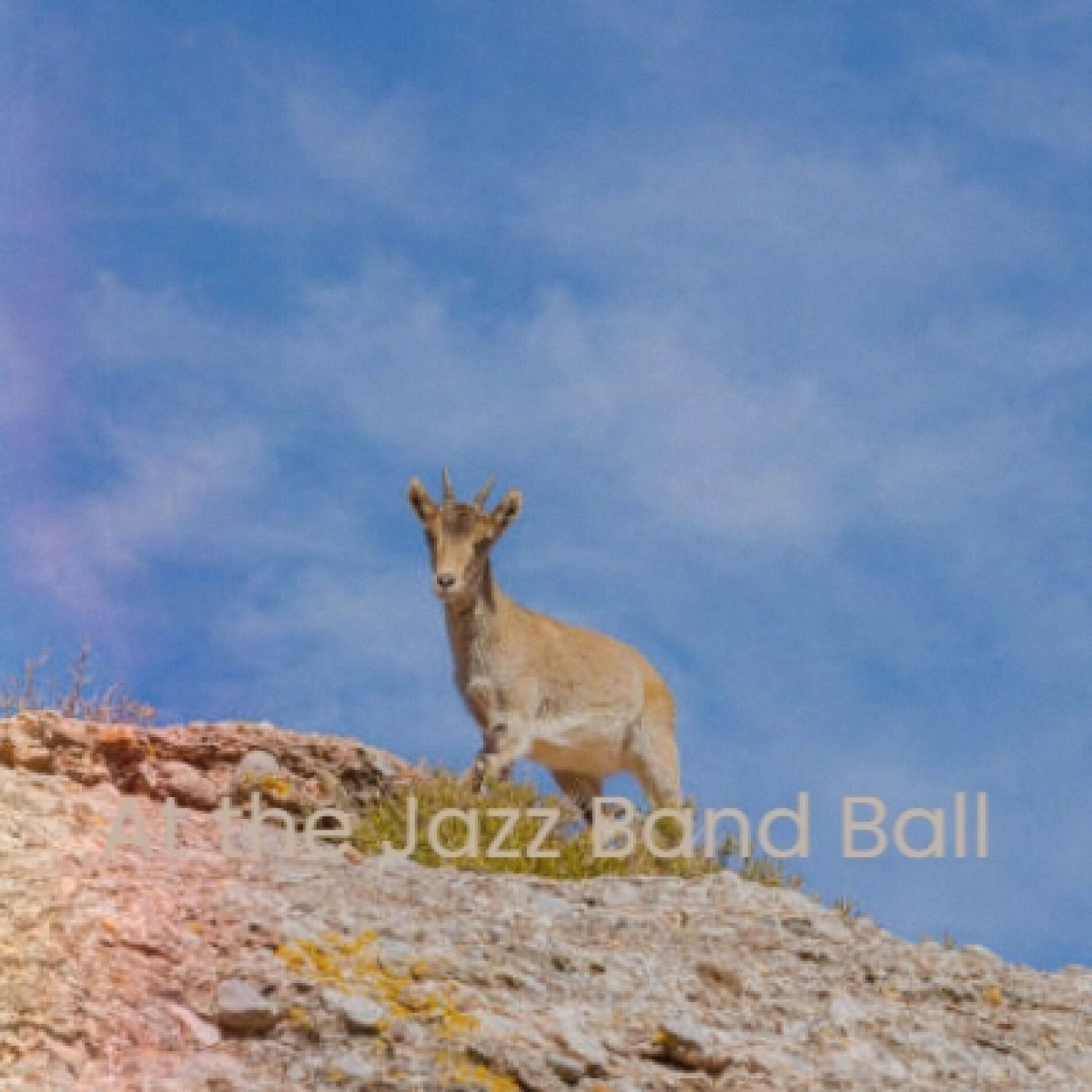 Album cover of At the Jazz Band Ball