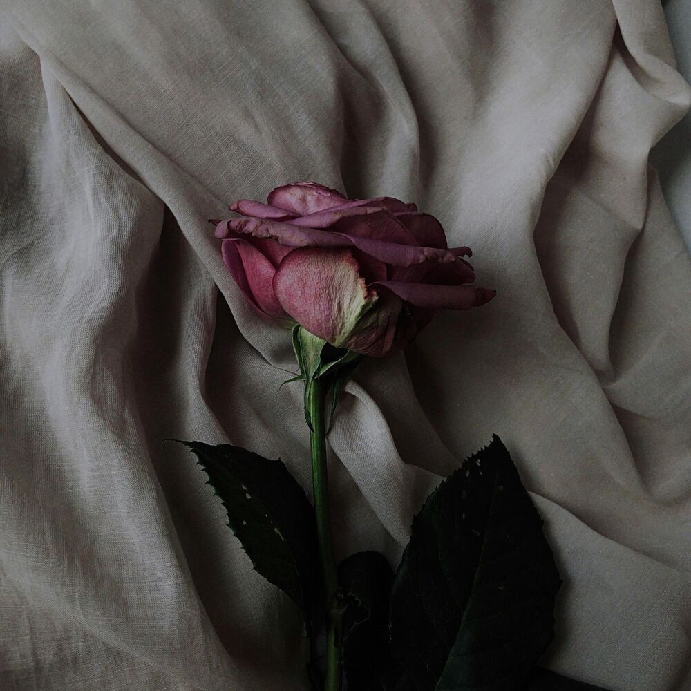 Picture of Dead petals