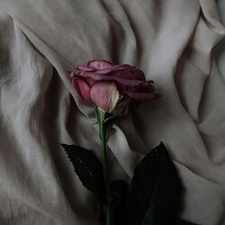 Cover of Dead petals