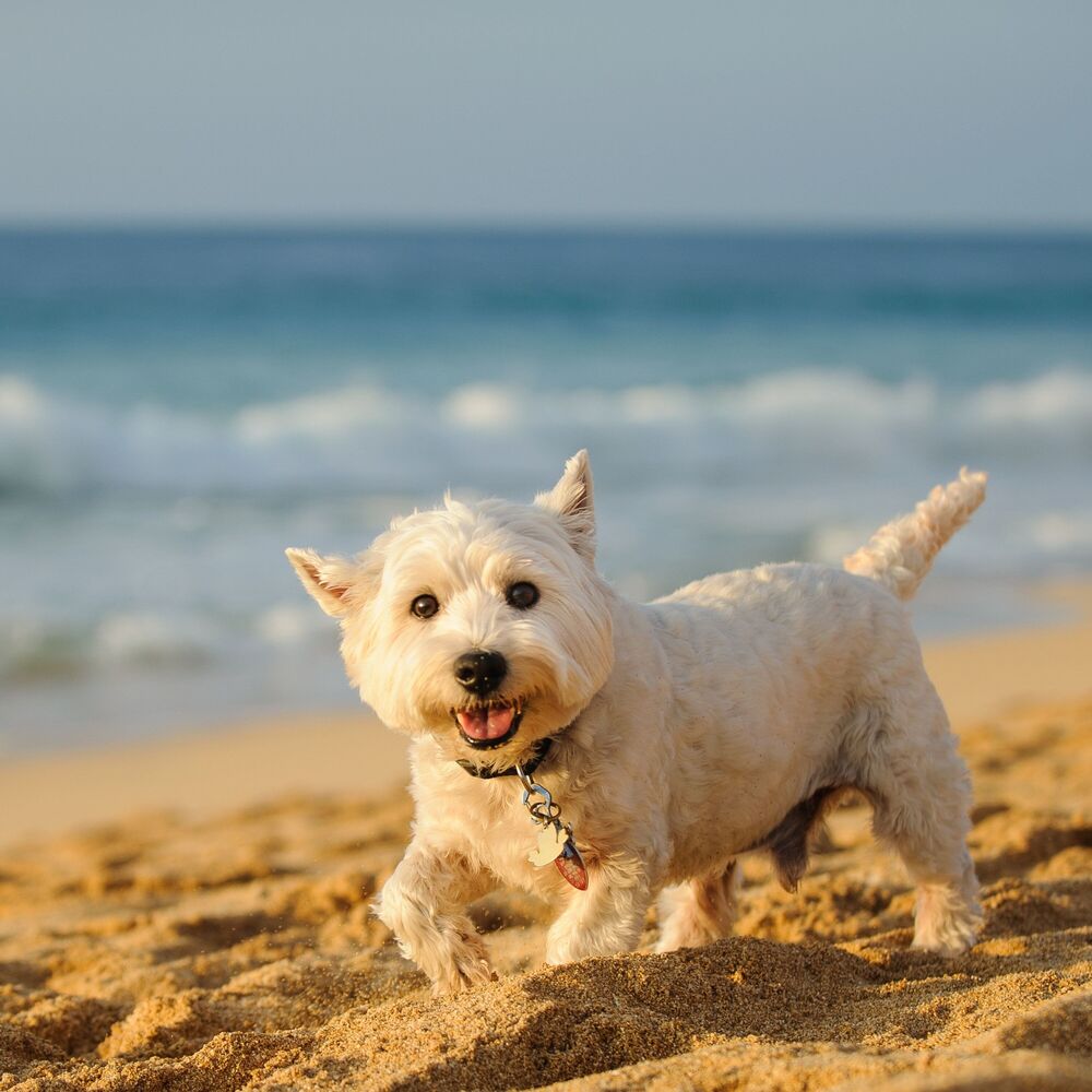 Picture of Canine Chill: Lofi for Dogs