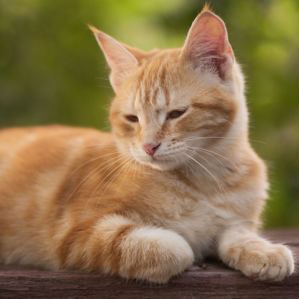 Picture of Nocturnal Cats' Harmony: Nature Crickets at Night for Peaceful Purring ASMR