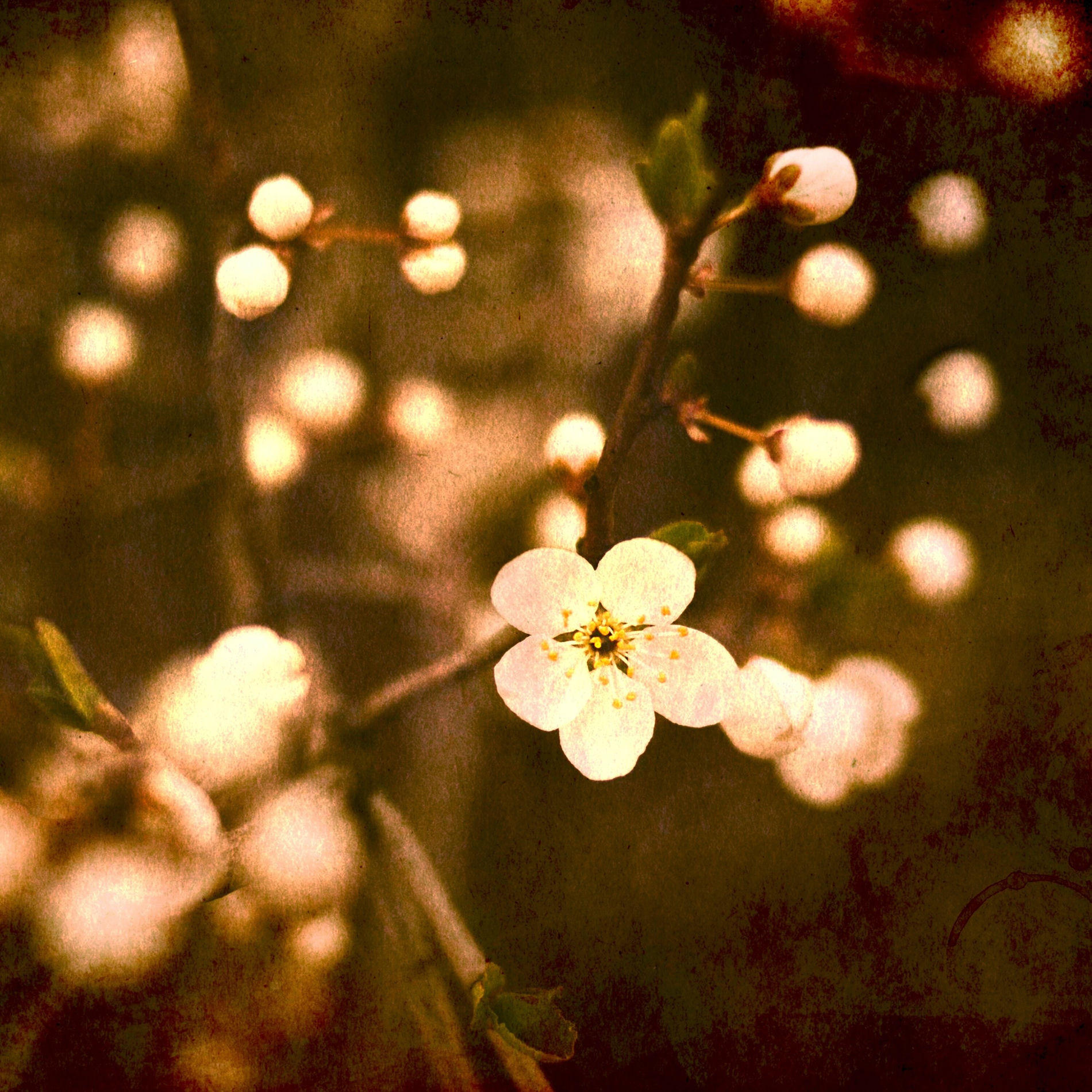 Album cover of The Last Song of Spring