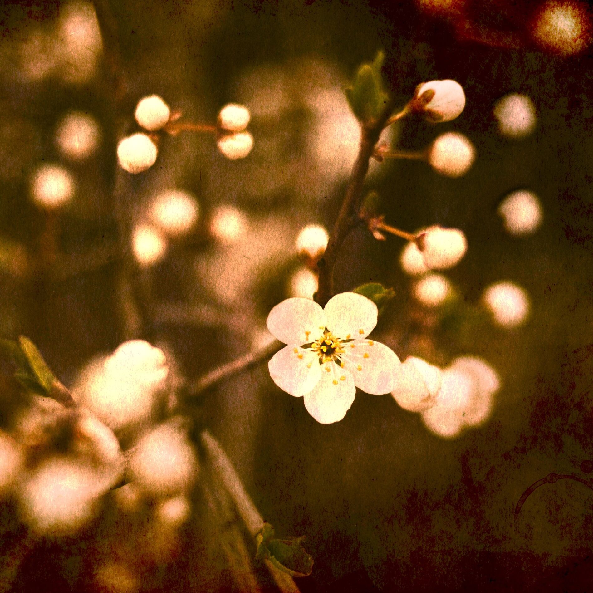 Album cover of The Last Song of Spring