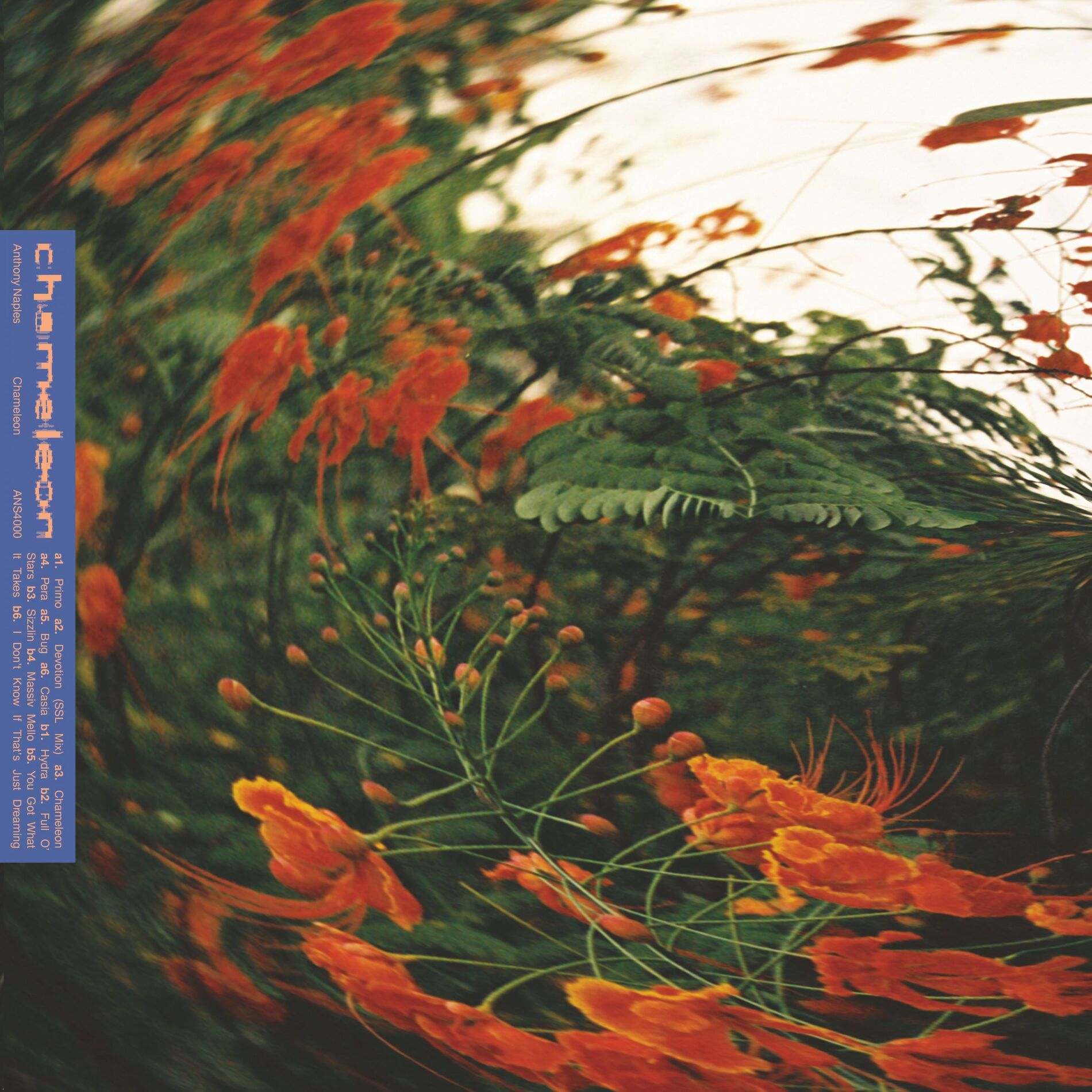Album cover of Chameleon