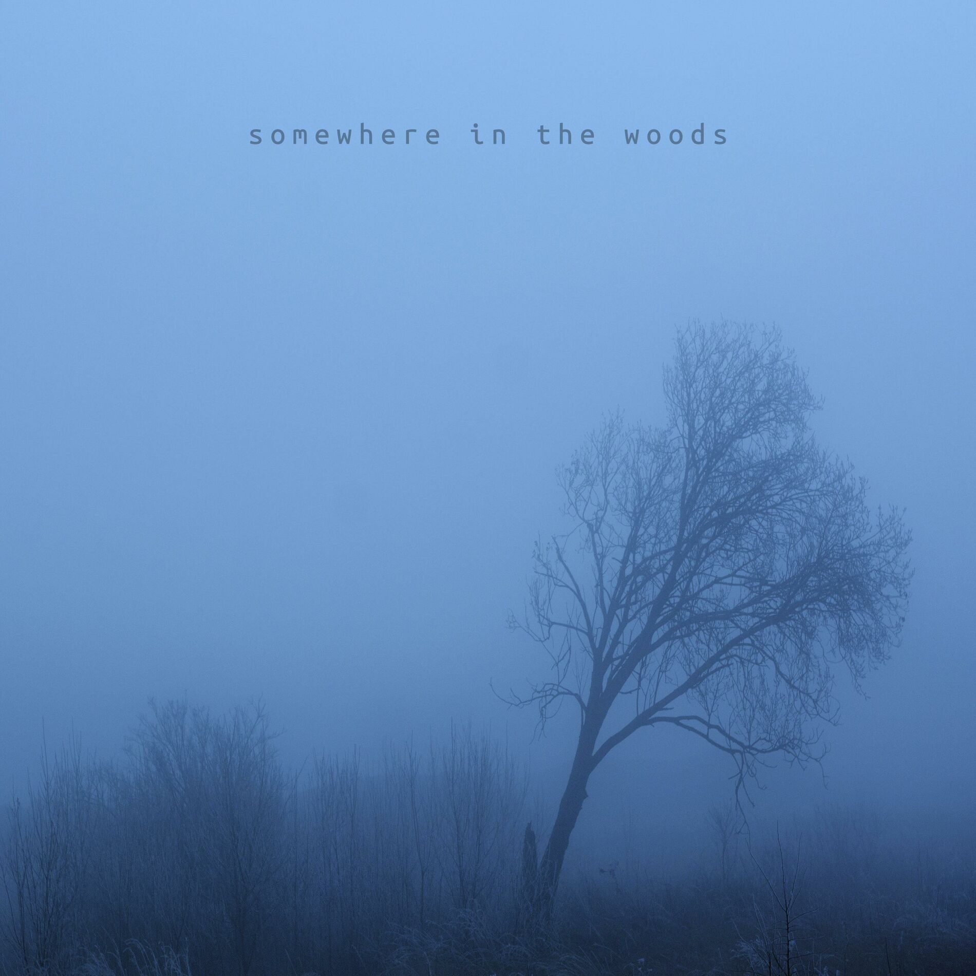 Album cover of somewhere in the woods
