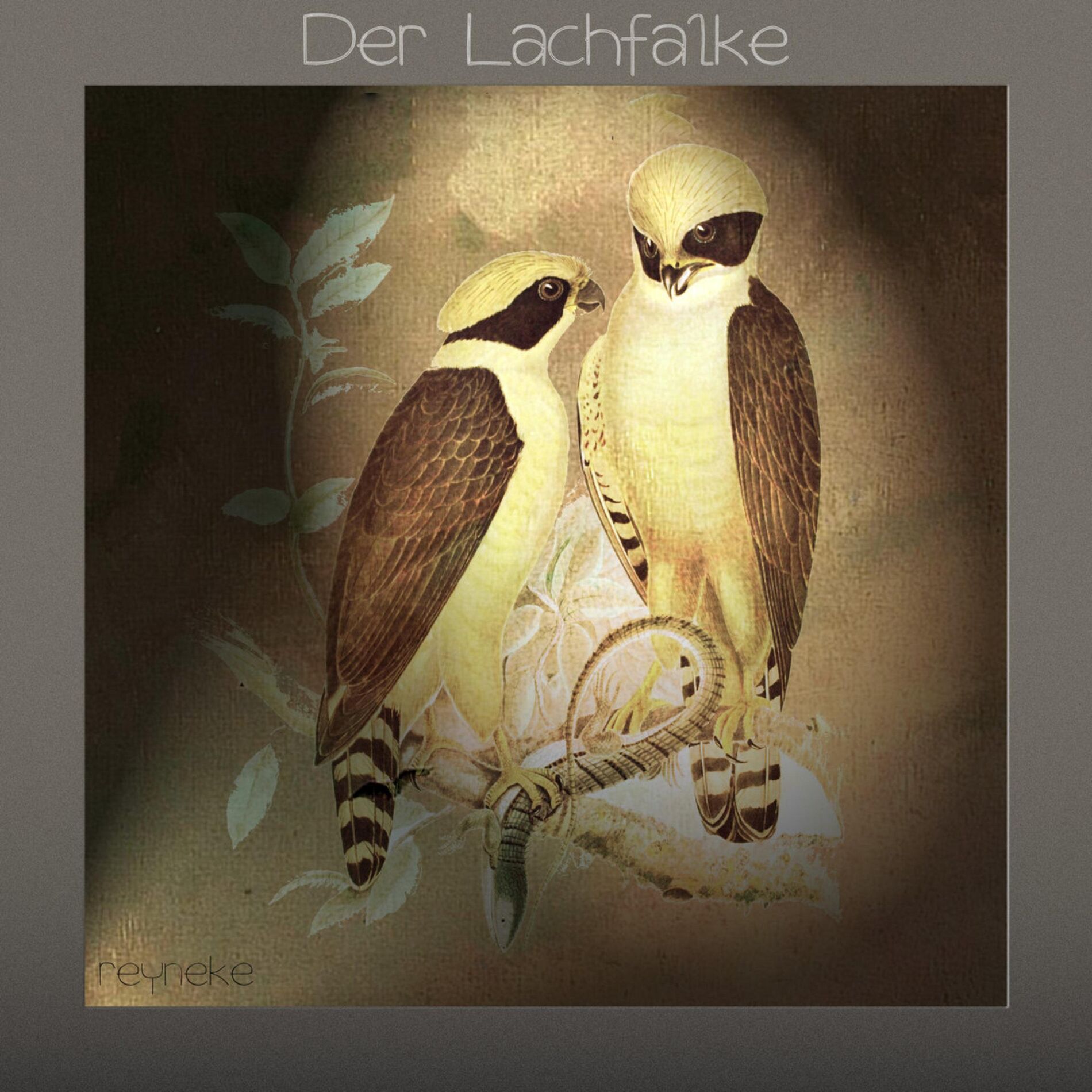 Album cover of Der Lachfalke