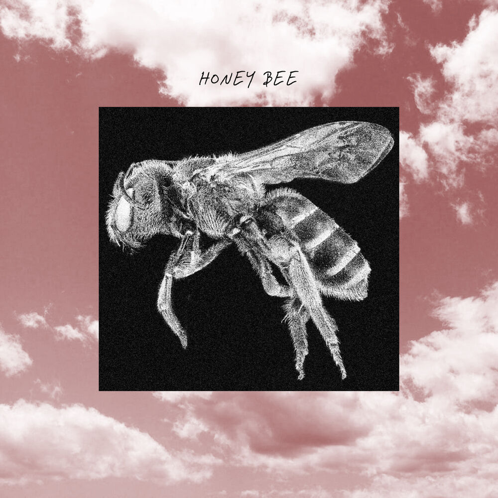 Picture of Honey Bee