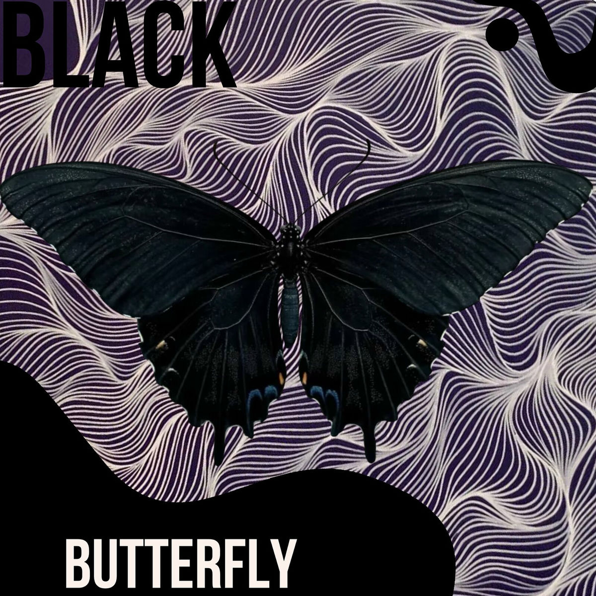 Album cover of Black Butterfly