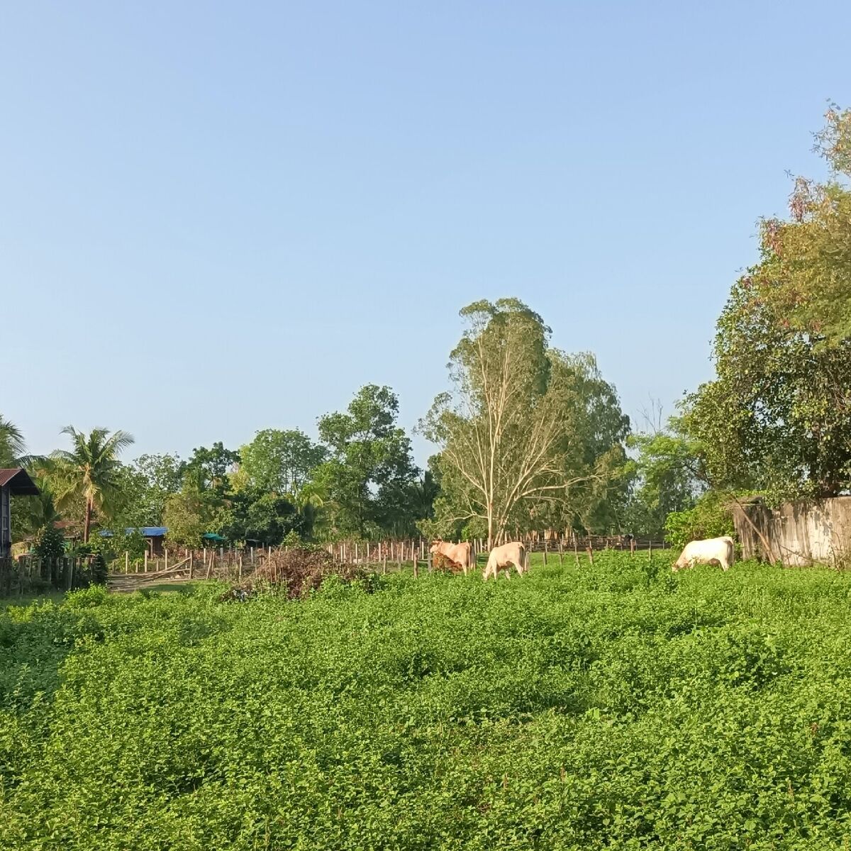 Album cover of ไม่ต้องสนใจฉัน