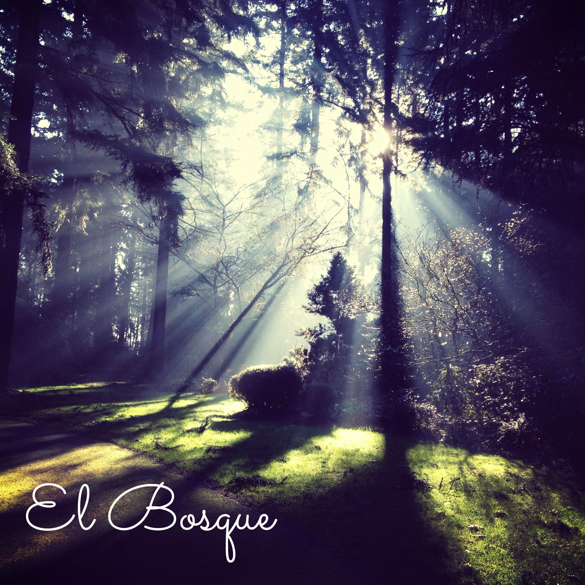 Album cover of El Bosque (Musica Natural para Dormir y Calmarse)
