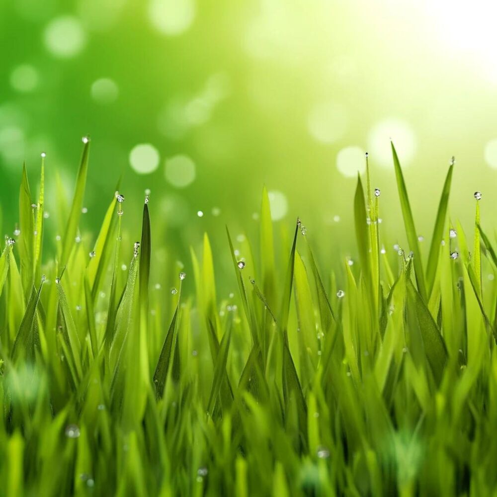 Picture of Organic Manifestation: Relaxing Background Nature Music