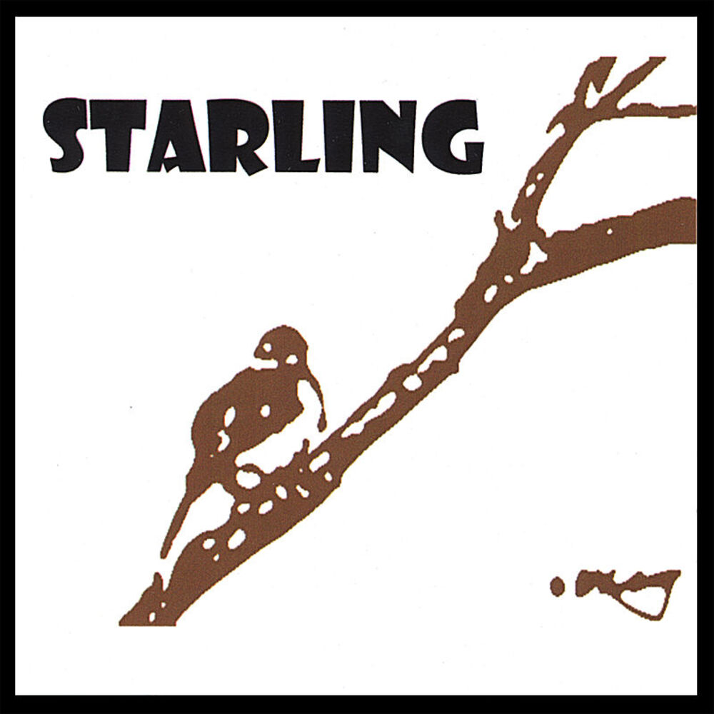 Picture of starling