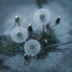 Cover of chapter six