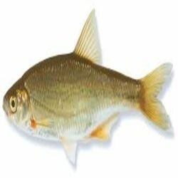 Cover of pixelated fish