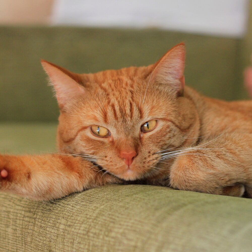 Picture of Feline Finesse: Peaceful Cats and Ambient Music