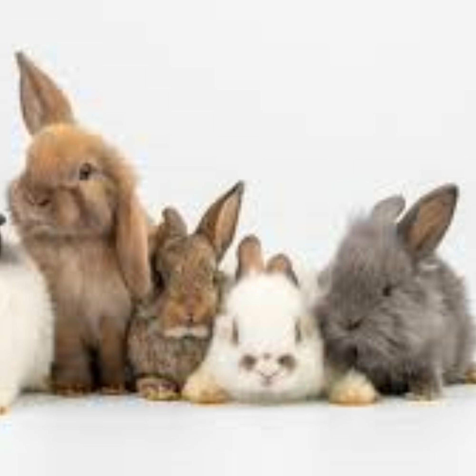 Album cover of Rabbit Proof Fence (feat. friends)
