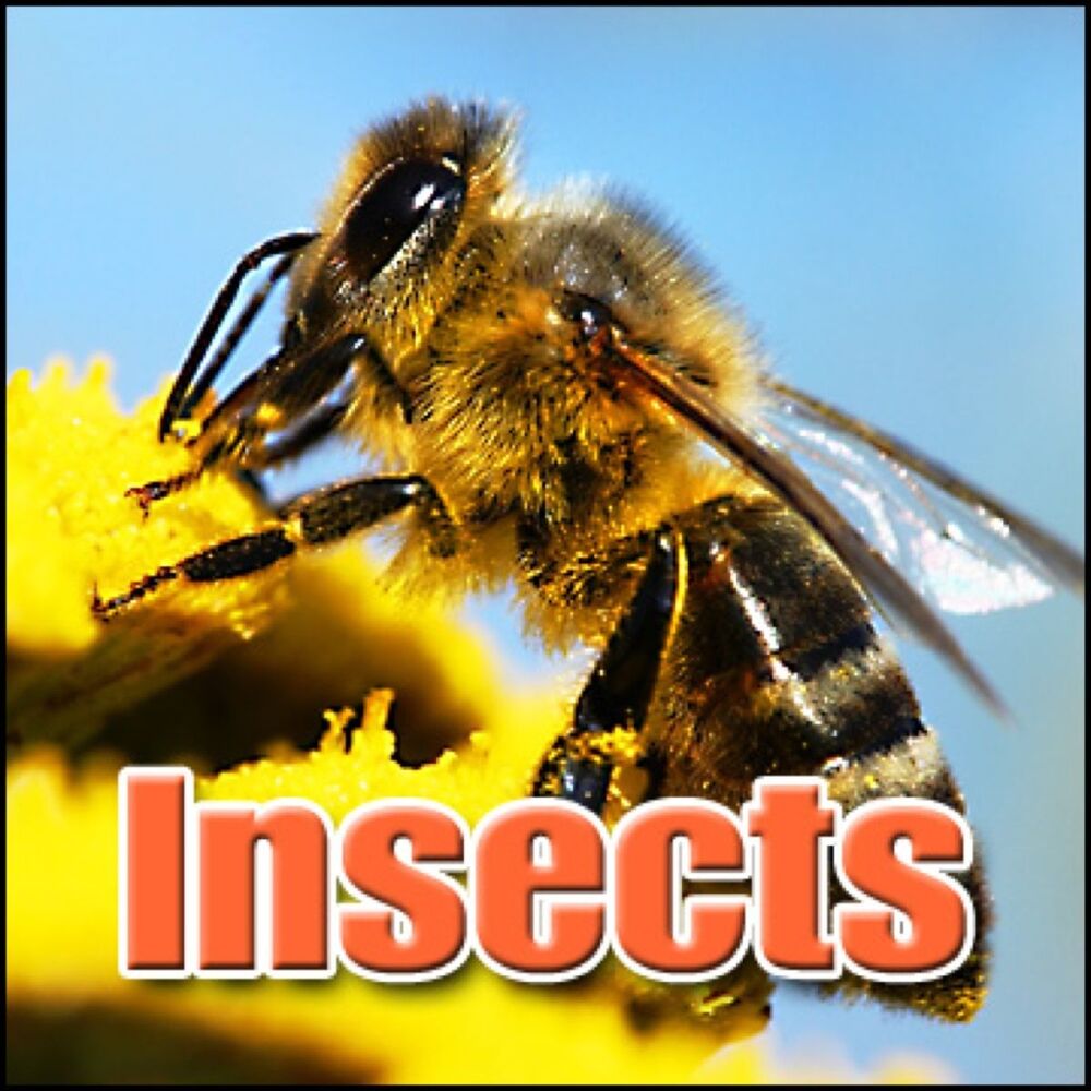 Picture of Insects: Sound Effects