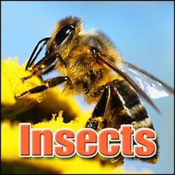 Cover of Insects: Sound Effects
