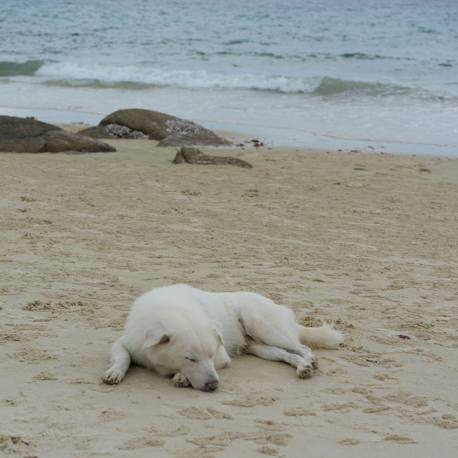 Album cover of Oceanic Dog Serenade: Serene Ambient Calming Vibes
