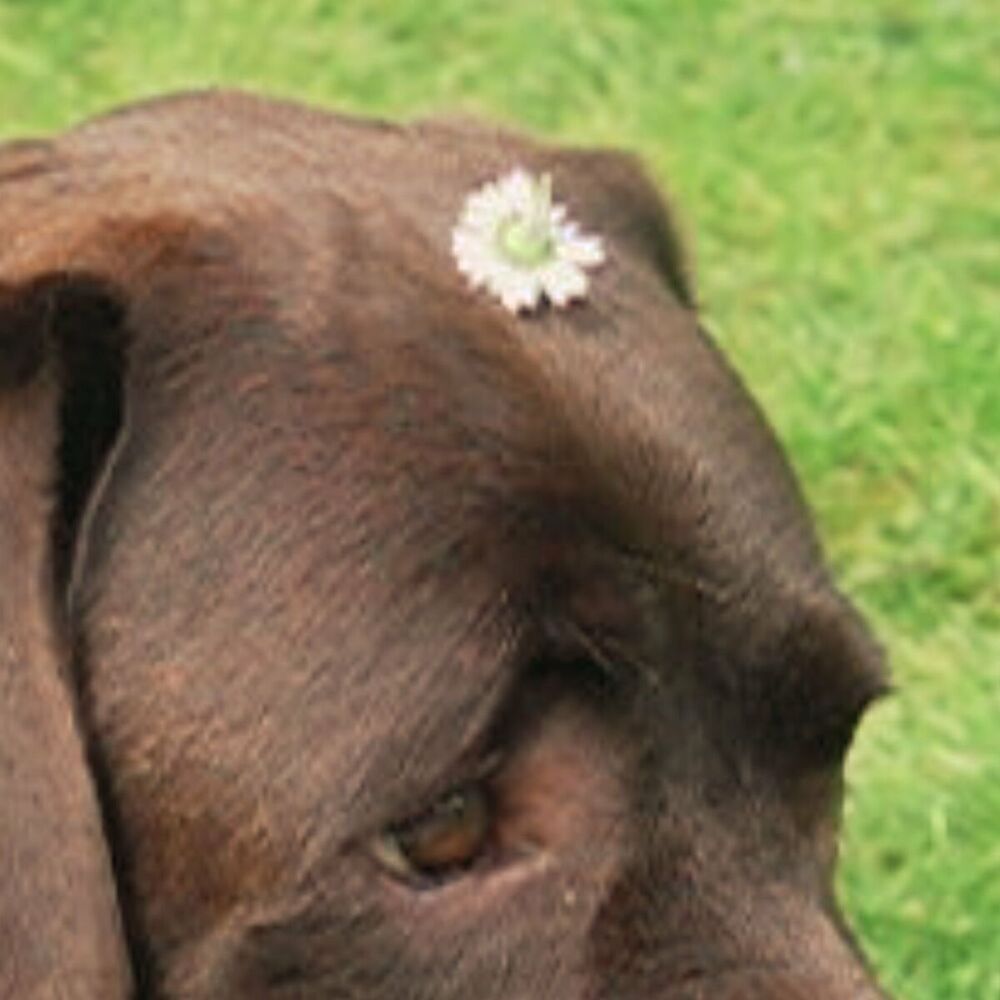 Picture of tribute to the dog i don't have yet