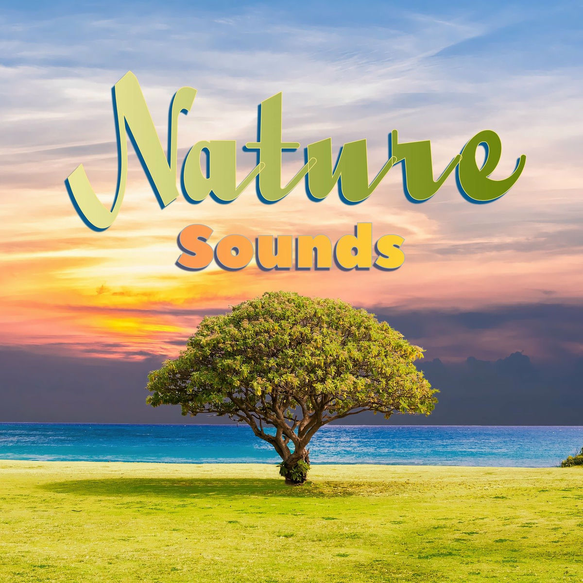 Album cover of Forest Sounds