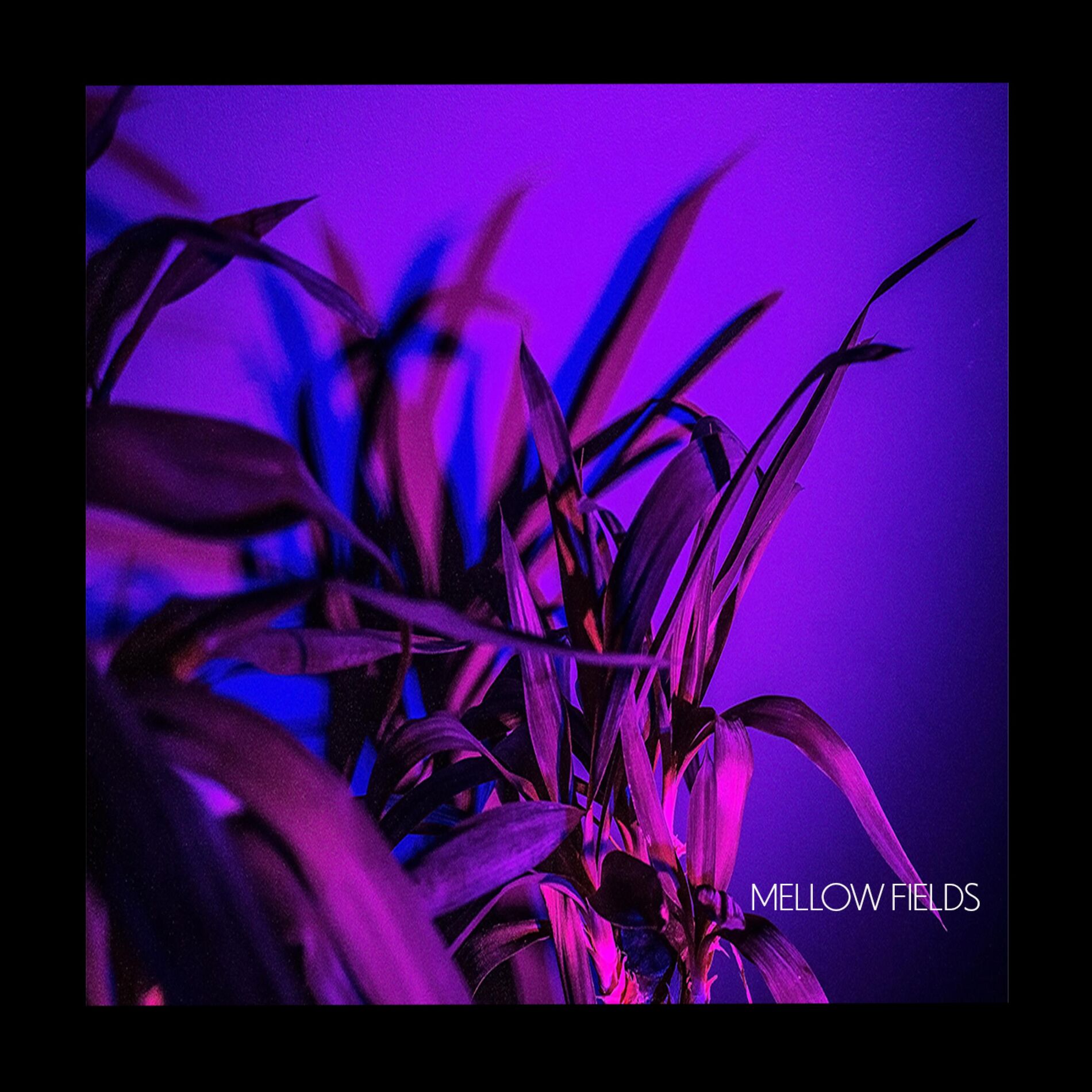 Album cover of False Positive