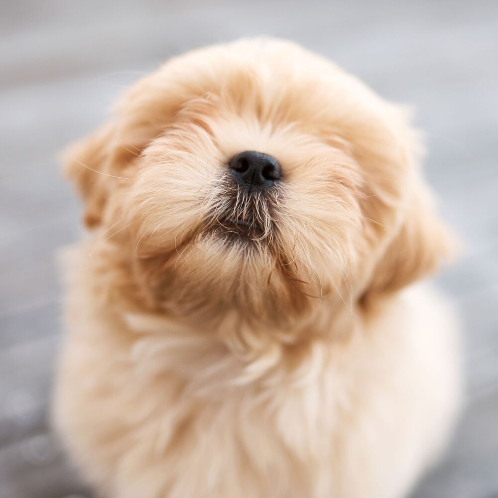 Picture of Smooth Jazz Paws: Coffee Shop Vibes for Happy and Relaxed Dogs