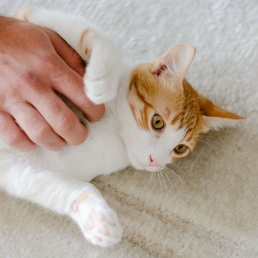Picture of Feline Comfort: Cat Serenades with Chill Music
