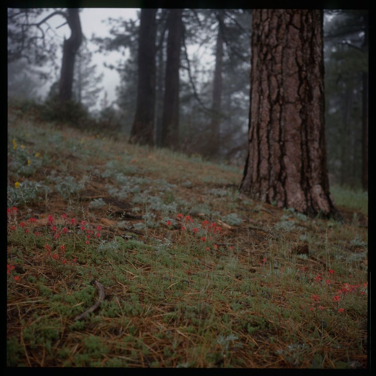 Album cover of Nethermead