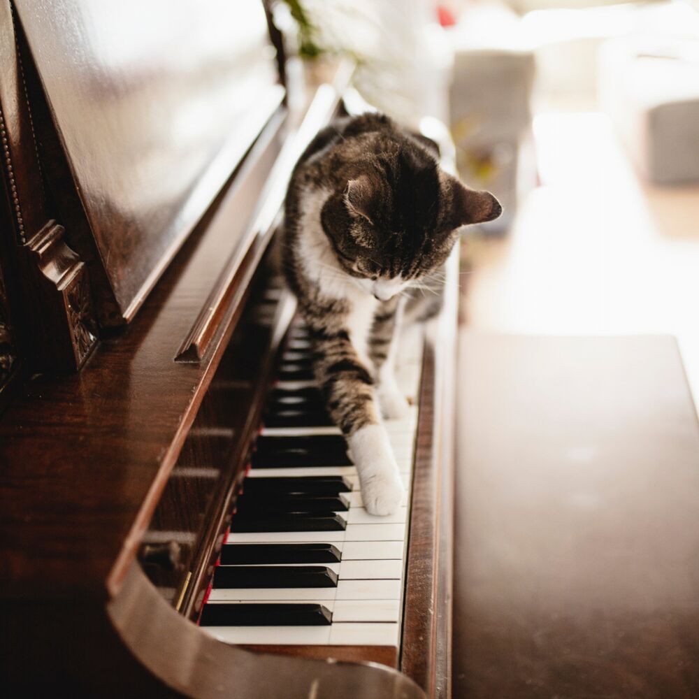 Picture of Harmonic Kitty Melodies: Piano Serenades for Feline Relaxation