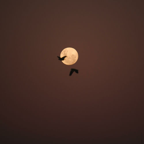 Moonlight Sonata (edit) cover art