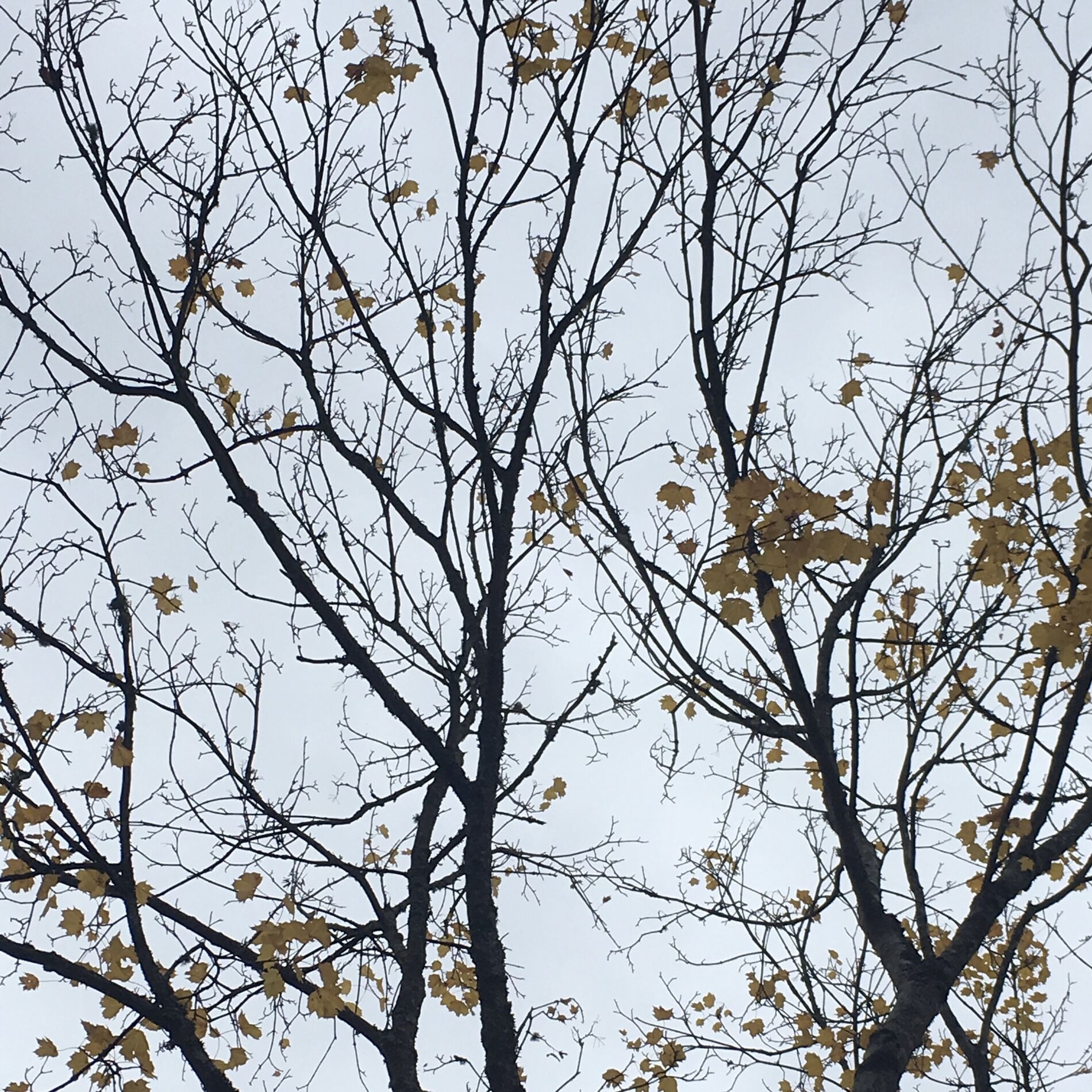 Album cover of As the Leaves Fall
