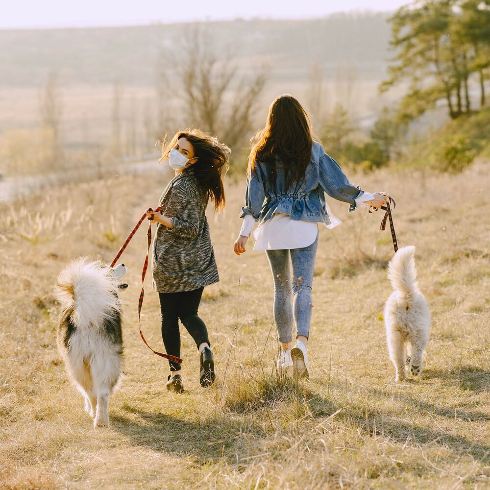 Picture of Melodic Walks: Piano Rain and Furry Dog Friends